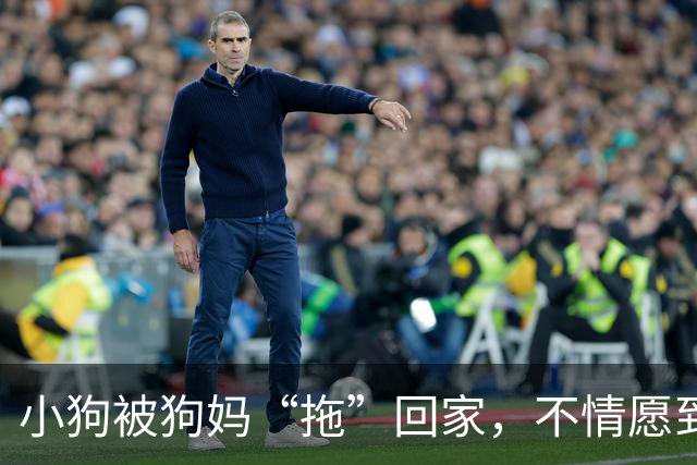 小狗被狗妈“拖”回家，不情愿到连爪子都在控诉：我还要玩！